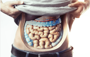 Intestins-cerveau-alimentation-et-santé-synergie-alimentaire